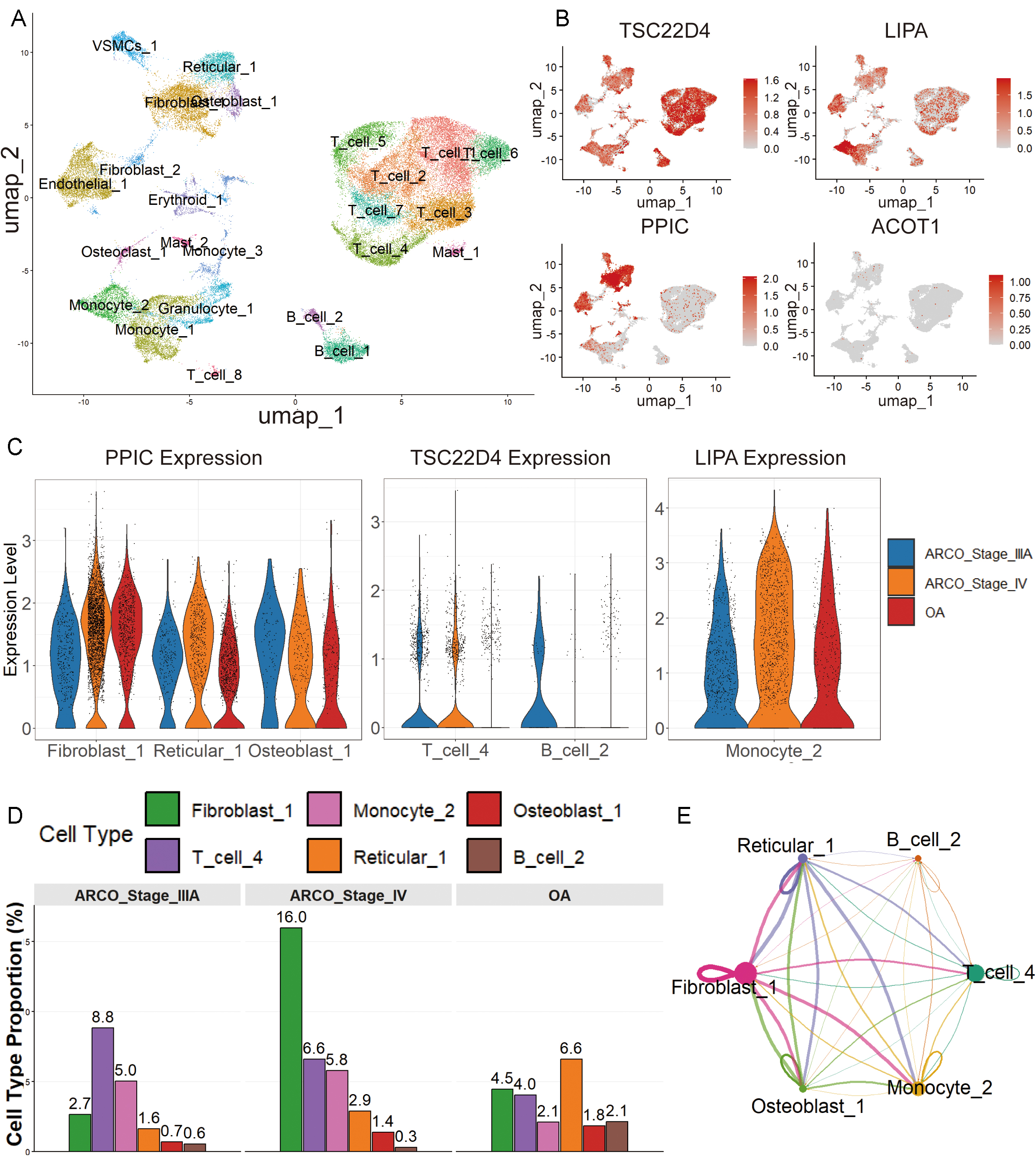 Single-cell transcriptomics of musculoskeletal biomarkers. (A) UMAP embedding of 52,322 cells, grouped into 24 clusters and annotated into 12 major lineages. (B) UMAP plots showing distribution of TSC22D4, PPIC, and LIPA expression. (C) Violin plots showing cell type-specific expression of TSC22D4, PPIC, and LIPA in OA, ARCO III, and ARCO IV. (D) Proportional representation of six key subpopulations across disease groups. (E) Circle plot of intercellular communication among the six subpopulations. Dot size represents cell count; edge thickness indicates interaction strength.