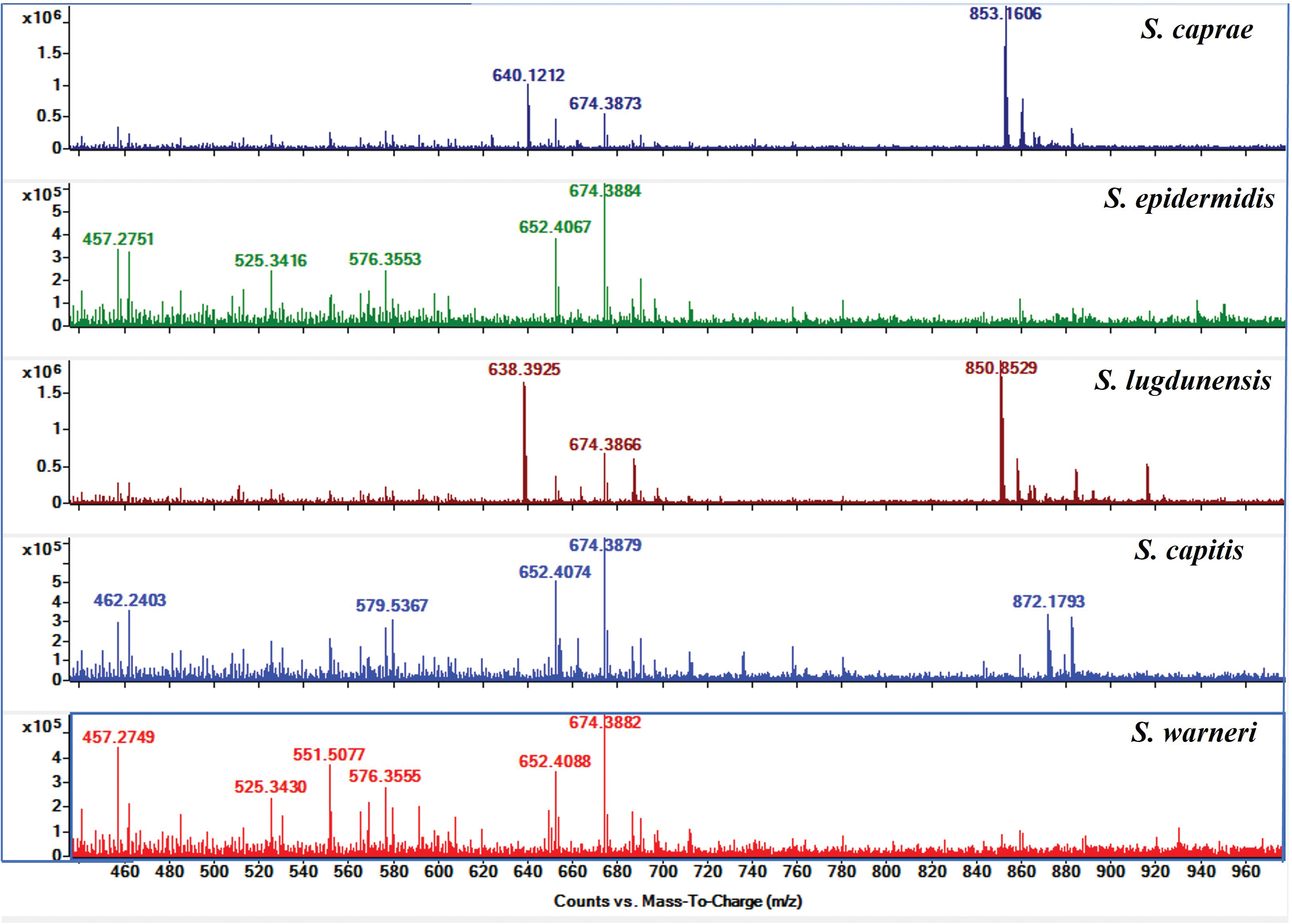 MS spectra of other species from the Staphylococcus genus after 6 h of incubation. No species showed the presence of the two peaks observed in MRSA.